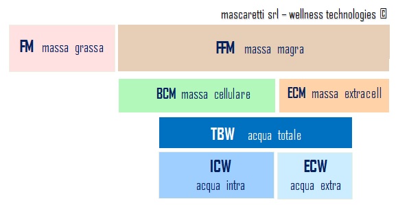 Grafico della divisione in compartimenti della composizione corporea